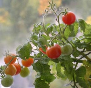 Top dressing de roșii în timpul înfloririi și fructe, grădină, sere, grădină