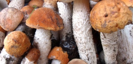 Podisinovik fotografie și descrierea ciupercii, moduri de gătit
