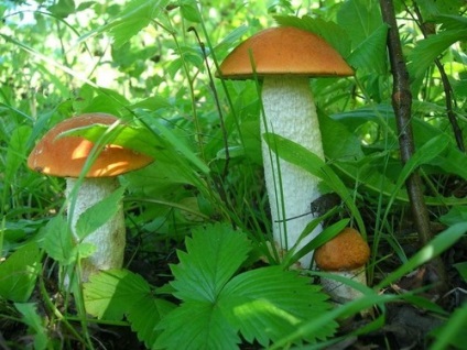 Podisinovik fotografie și descrierea ciupercii, moduri de gătit
