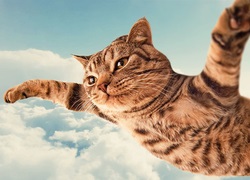Flying în spațiu sau cum să învețe o pisică să zboare cazurile de cădere din ferestre, blocarea în diafragma fereastră