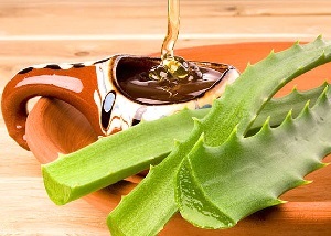 Proprietăți utile ale aloe (agave)