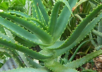 Proprietăți utile ale aloe (agave)