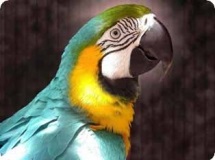 Papagali din macaw