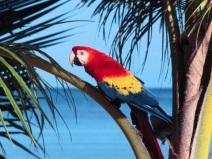 A macaw papagájai