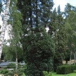 Plantarea de birches pe site-ul, crea o grădină frumoasă