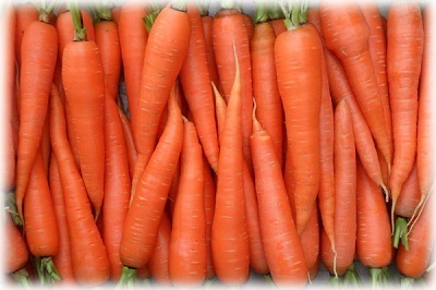 Plantarea morcovilor în toamnă pentru iarnă - cum, ce fel și când să plantați