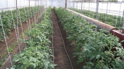 Plantarea de roșii în seră din schema de policarbonat și varietăți de material săditor, cultivare și îngrășământ