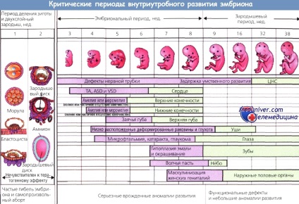 Consecințele utilizării chimioterapiei la femeia gravidă