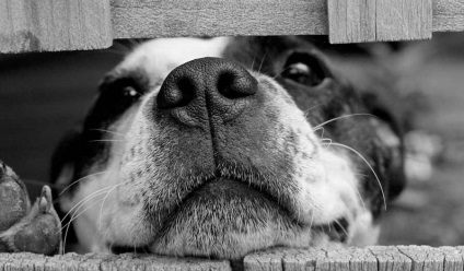 Comportamentul câinilor, problemele de comportament ale câinilor