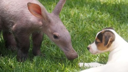 Întâlnește un animal uimitor