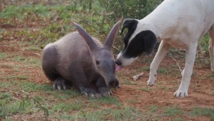 Întâlnește un animal uimitor