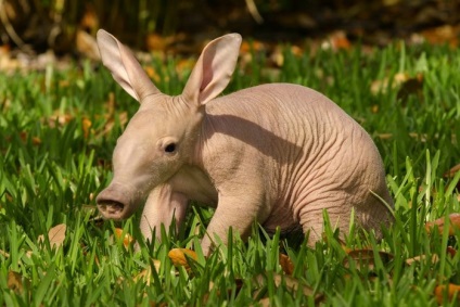 Întâlnește un animal uimitor