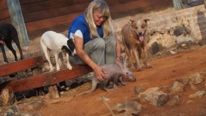 Întâlnește un animal uimitor