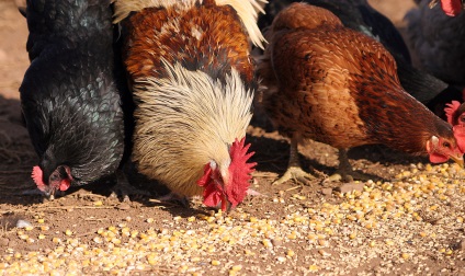 Szabályok a csirkék tartásához, az ételhez, a gondozáshoz