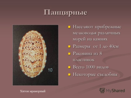 при представяне на отговор на въпросите, които черупковите животни са получили името си, че с черупкови организми, получени