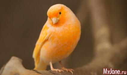 Birdie cântăreață ... - canar, păsări de curte, cușcă, magazin de animale de companie