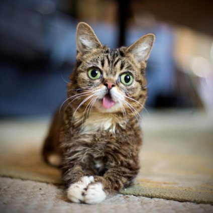 Cele cinci cele mai renumite pisici de pe Internet sunt o sursă de bună dispoziție
