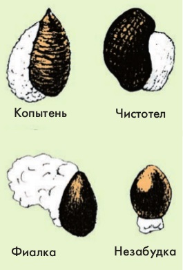 Поширення плодів і насіння, біологія