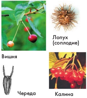 Distribuția de fructe și semințe, biologie