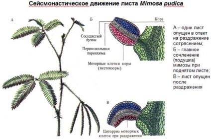 Miscari de crestere ale plantelor