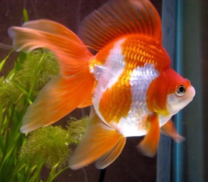 Ryukin-goldfish conținut de reproducere descriere, pește de acvariu