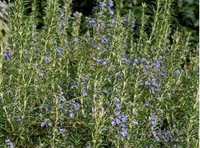 Plantele de gradina isi cresc propriile maini de plante ornamentale, parfumate, de cereale, fotografii si video