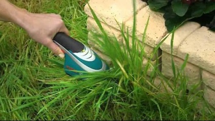 Plantele de gradina isi cresc propriile maini de plante ornamentale, parfumate, de cereale, fotografii si video