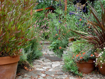 Plantele de gradina isi cresc propriile maini de plante ornamentale, parfumate, de cereale, fotografii si video