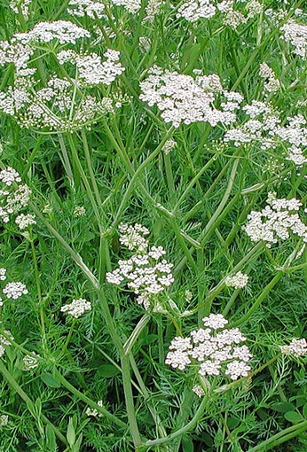 Plantele de gradina isi cresc propriile maini de plante ornamentale, parfumate, de cereale, fotografii si video