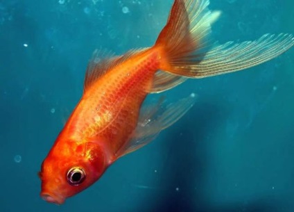 Cel mai scump pește din lume (10 fotografii) - trinitatea