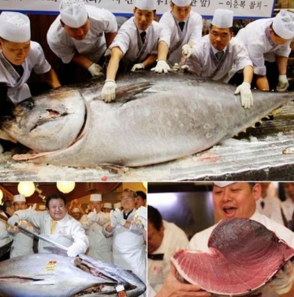 Cel mai scump pește din lume (10 fotografii) - trinitatea