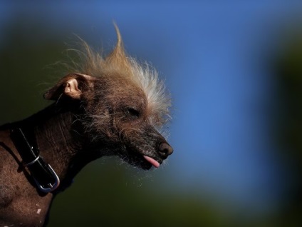 A legszörnyűbb kutya a világon megtalálható az USA-ban (fotó), a nap sikeres volt