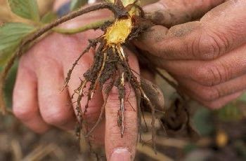 Cele mai renumite boli ale căpriorii de căpșuni fusarium