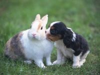 Cele mai frumoase iepuri sunt cele mai frumoase rase de iepuri din lume
