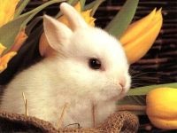 Cele mai frumoase iepuri sunt cele mai frumoase rase de iepuri din lume