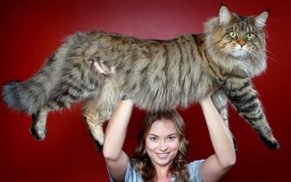 A legnagyobb fajta macskák