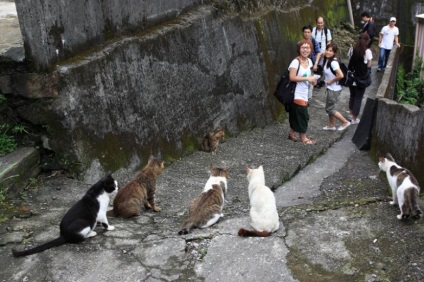 Cele mai brutale atacuri de animale pe oameni