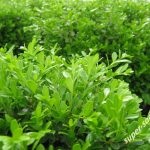 Boxwood evergreen cum să crească și de îngrijire, plantare butași acasă, tăierea