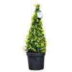 Boxwood evergreen cum să crească și de îngrijire, plantare butași acasă, tăierea