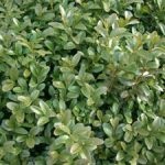 Boxwood evergreen cum să crească și de îngrijire, plantare butași acasă, tăierea