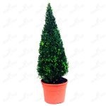 Boxwood evergreen cum să crească și de îngrijire, plantare butași acasă, tăierea