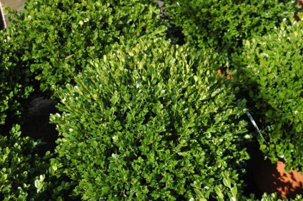 Boxwood evergreen cum să crească și de îngrijire, plantare butași acasă, tăierea