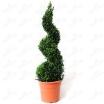 Boxwood evergreen cum să crească și de îngrijire, plantare butași acasă, tăierea