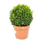 Boxwood evergreen cum să crească și de îngrijire, plantare butași acasă, tăierea