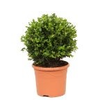 Boxwood evergreen cum să crească și de îngrijire, plantare butași acasă, tăierea