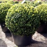 Boxwood evergreen cum să crească și de îngrijire, plantare butași acasă, tăierea