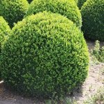 Boxwood evergreen cum să crească și de îngrijire, plantare butași acasă, tăierea