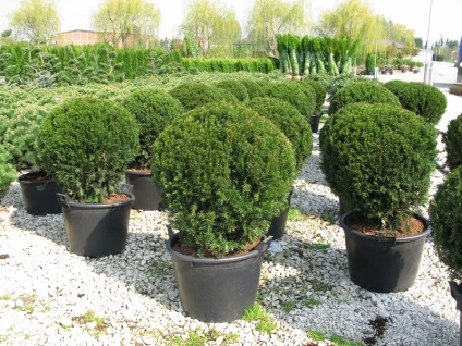 Boxwood evergreen cum să crească și de îngrijire, plantare butași acasă, tăierea