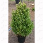 Boxwood evergreen cum să crească și de îngrijire, plantare butași acasă, tăierea