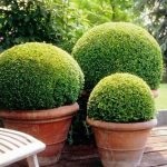 Boxwood evergreen cum să crească și de îngrijire, plantare butași acasă, tăierea